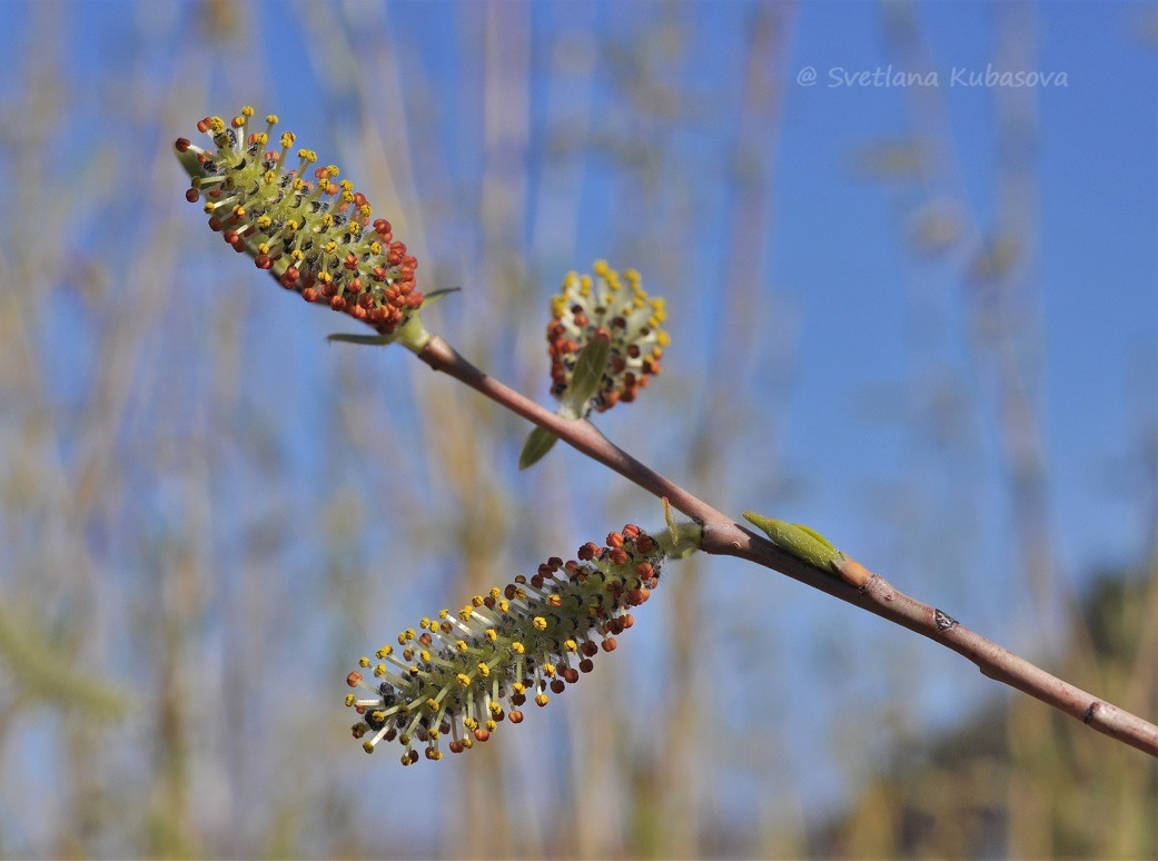 Image of genus Salix specimen.
