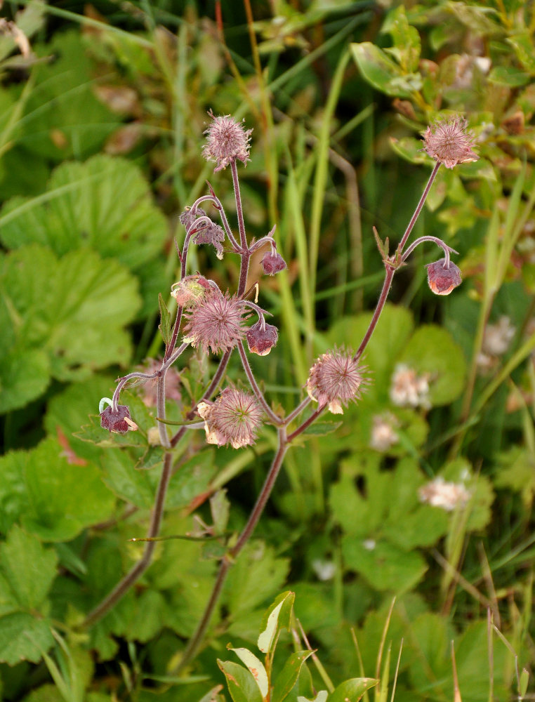 Изображение особи Geum rivale.