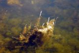 Myriophyllum spicatum