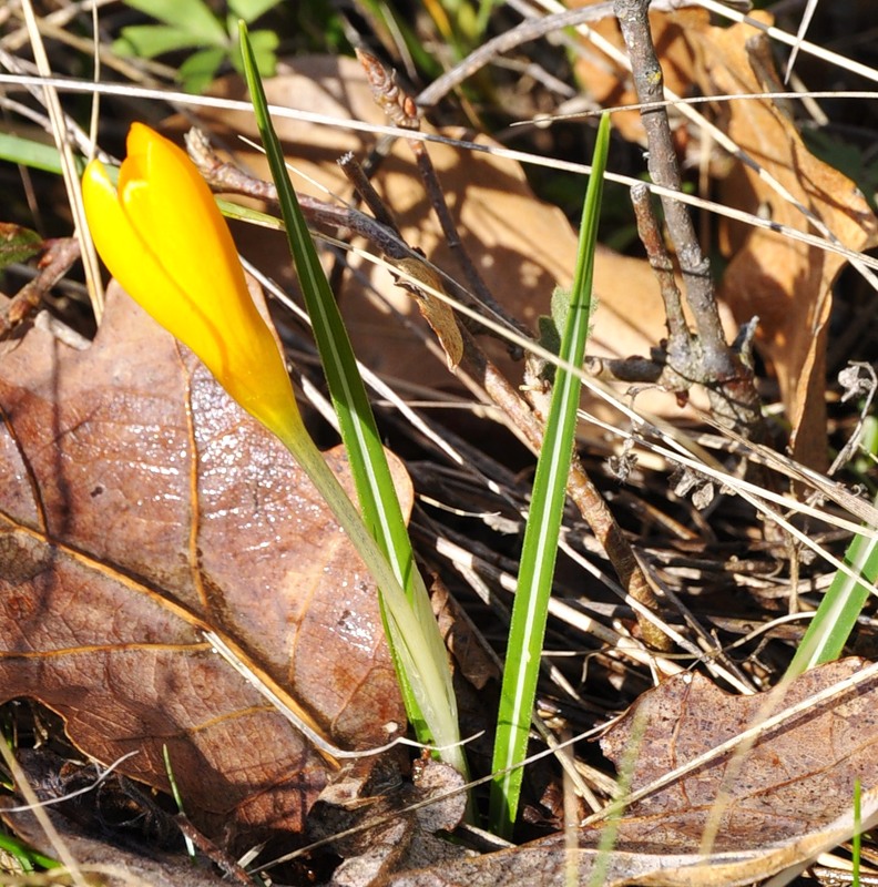 Изображение особи Crocus flavus.