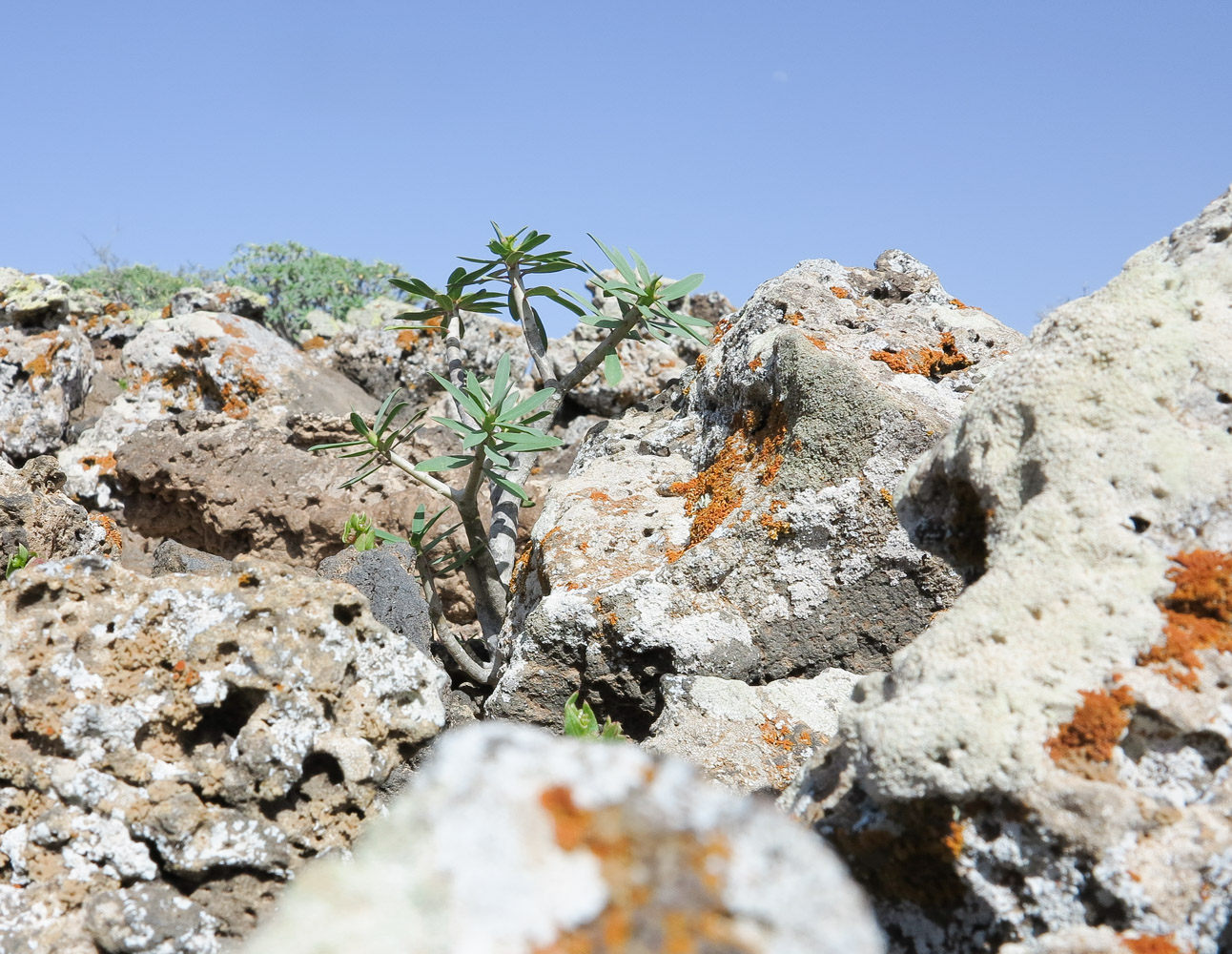 Изображение особи Euphorbia balsamifera.