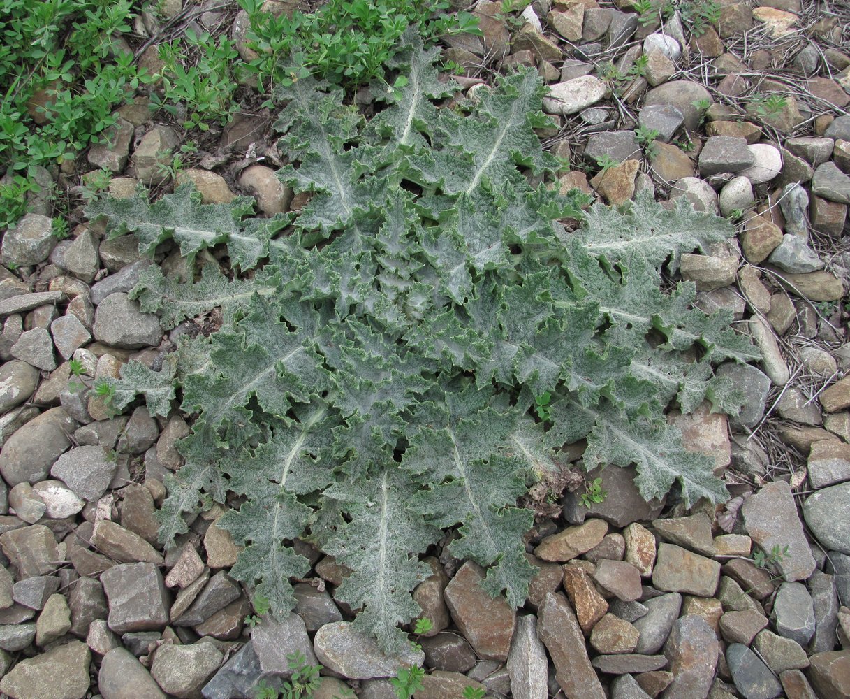 Image of familia Asteraceae specimen.