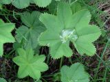 Alchemilla xanthochlora