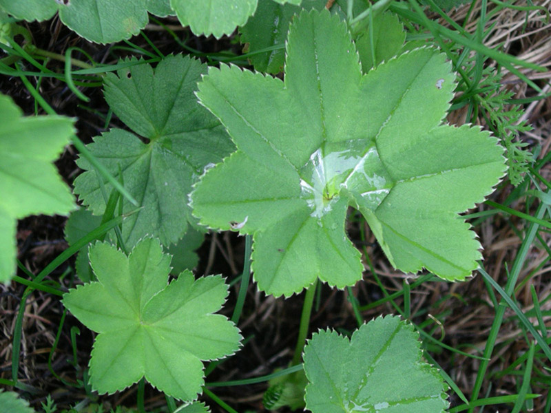 Image of Alchemilla xanthochlora specimen.