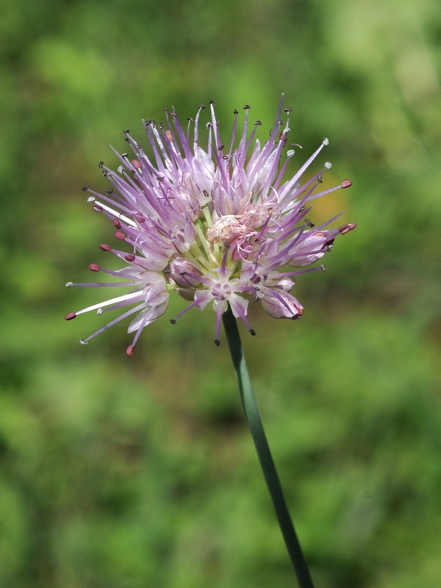 Image of Allium kaschianum specimen.