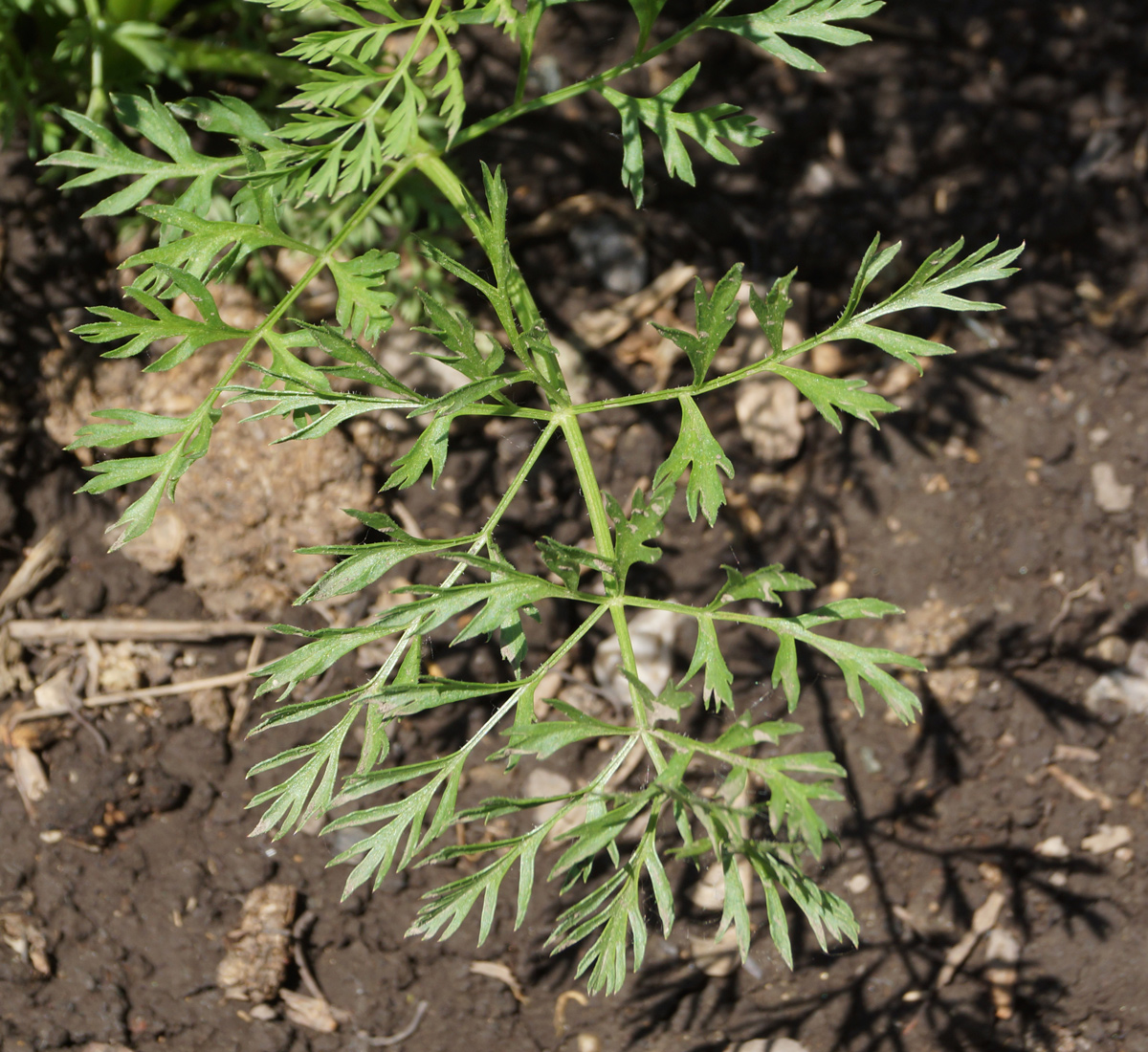 Image of Daucus sativus specimen.