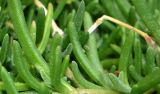Delosperma cooperi