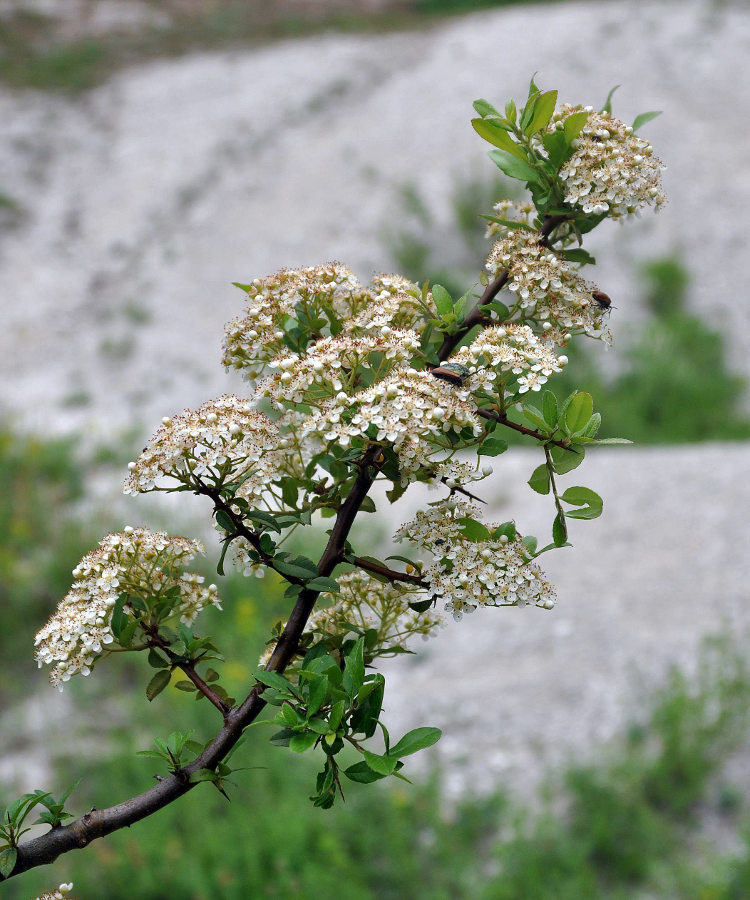 Изображение особи Pyracantha coccinea.