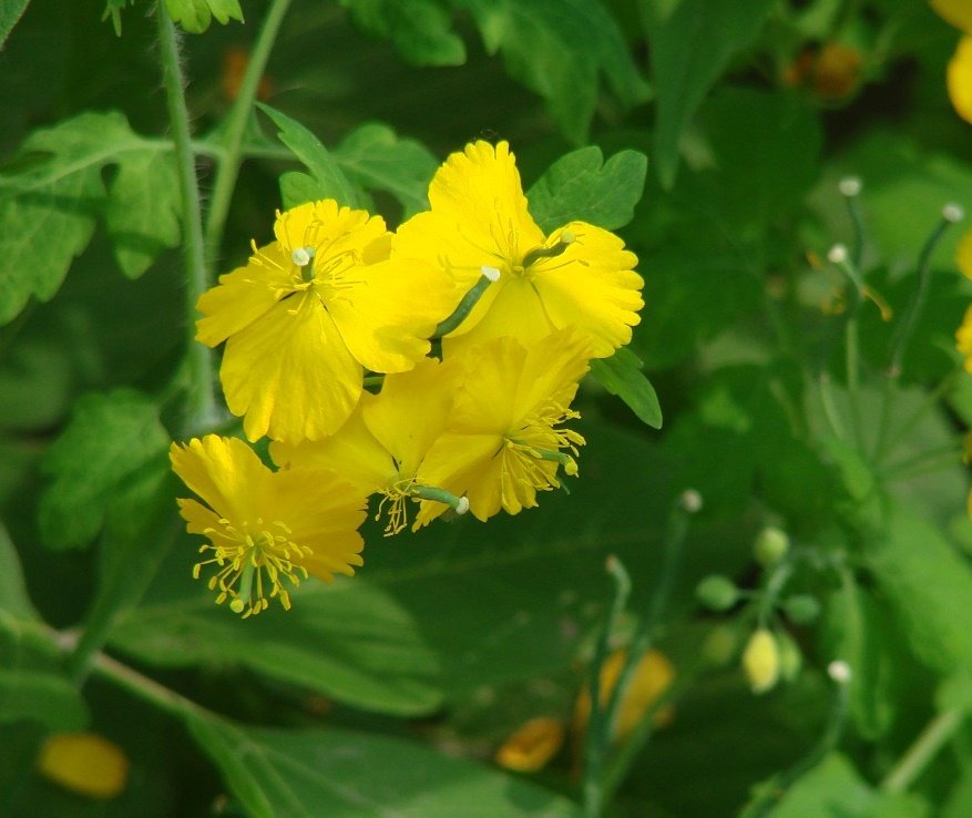 Image of Chelidonium majus specimen.