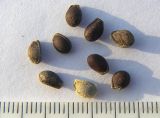 Kedrostis africana