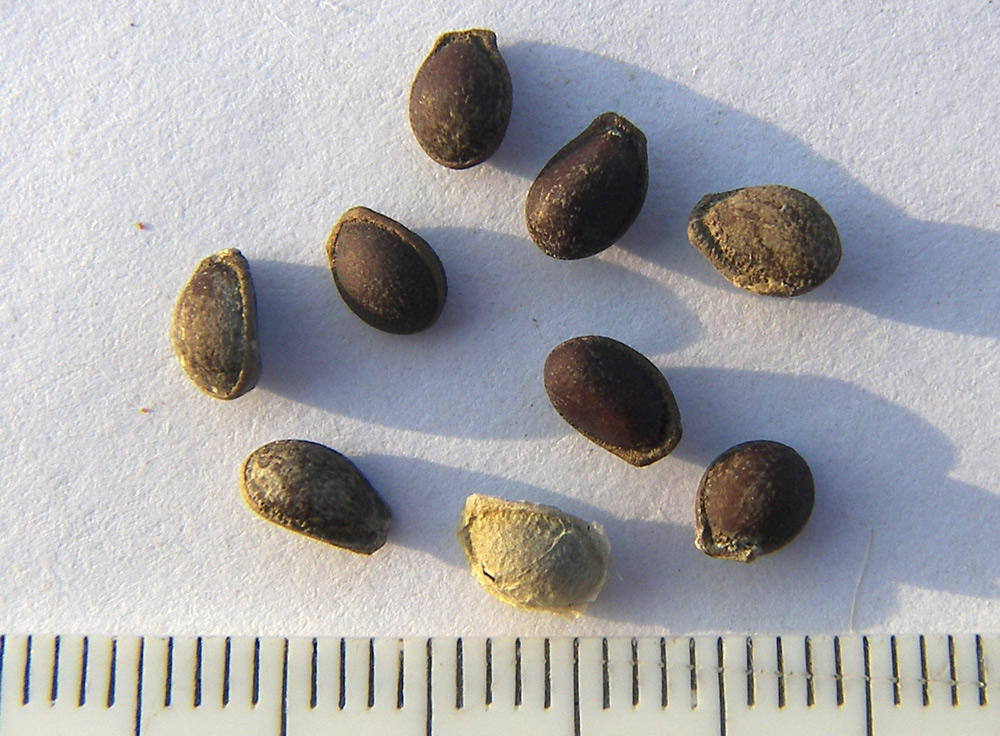 Image of Kedrostis africana specimen.