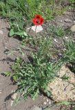 Papaver laevigatum. Цветущее растение. Южный берег Крыма, окр. пос. Морское, на песчаном пляже. 26.04.2015.