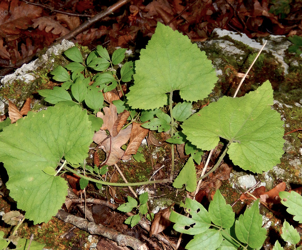 Image of Campanula alliariifolia specimen.