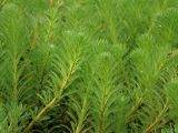 Myriophyllum aquaticum