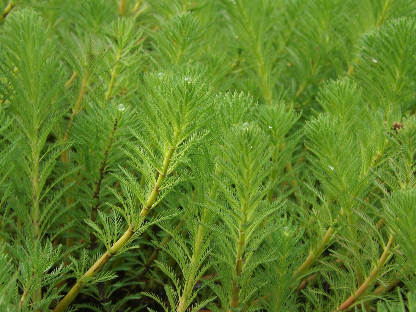 Image of Myriophyllum aquaticum specimen.