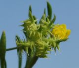 Ranunculus arvensis. Незрелый плод. Узбекистан, Ташкентская обл., Кибрайский р-н, окр. пос. Улугбек, край яблоневого сада. 23.04.2012.