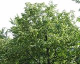 Tilia cordata