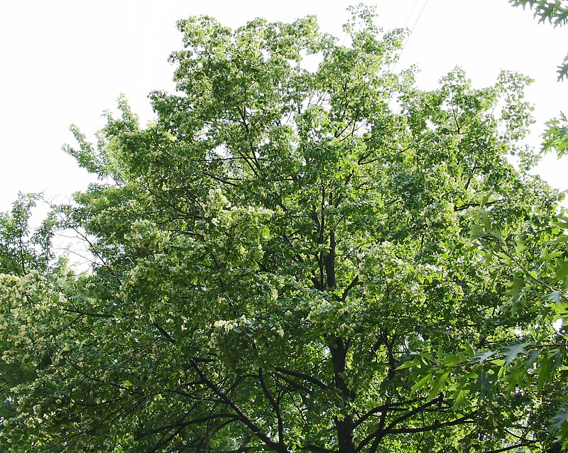 Image of Tilia cordata specimen.