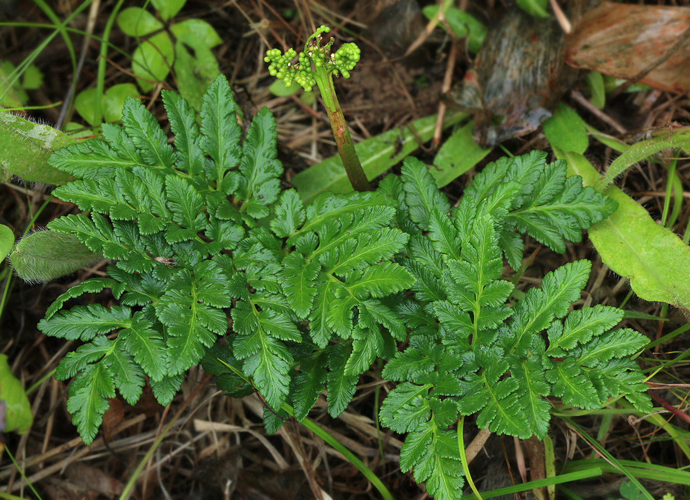 Изображение особи Botrychium robustum.