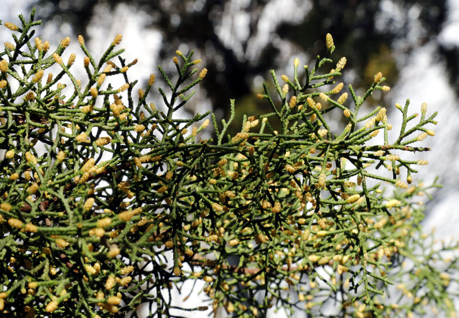 Image of genus Cupressus specimen.