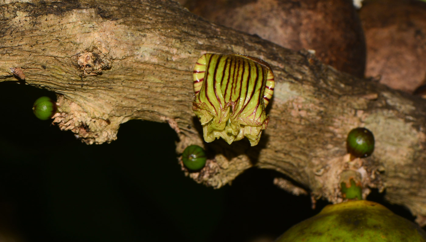 Image of Crescentia alata specimen.