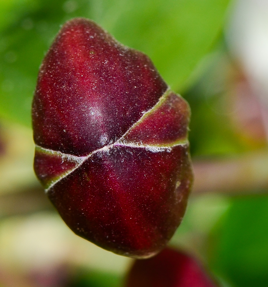 Изображение особи Capparis aegyptia.