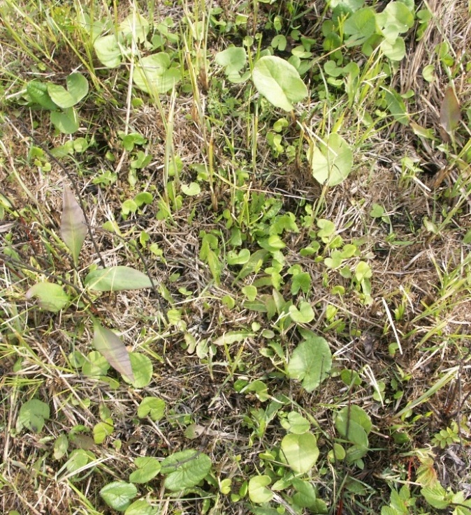 Image of Ligularia lydiae specimen.