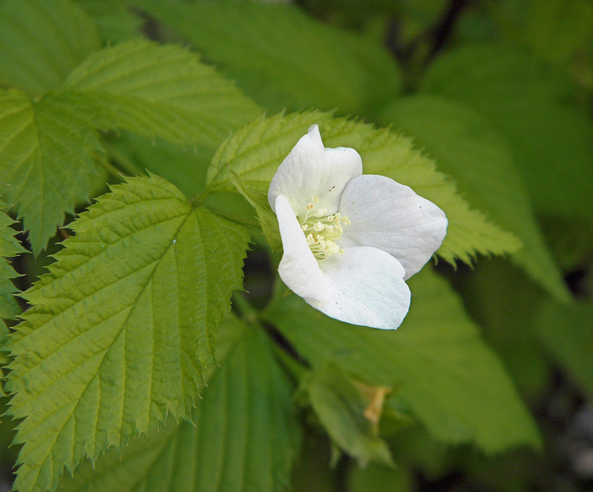 Image of Rhodotypos scandens specimen.