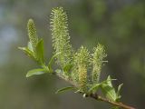 Salix myrsinifolia