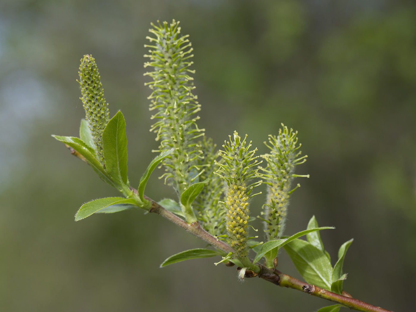 Изображение особи Salix myrsinifolia.