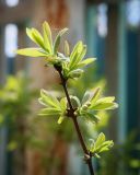 Lonicera edulis. Верхушка ветви с бутонами. Пермский край, г. Пермь, Кировский р-н, садовый участок, в культуре. 20.05.2017.