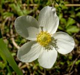 Anemone sylvestris. Цветок. Башкортостан, долина р. Юрюзань ниже г. Усть-Катав, скалы Пороховой горы, разреженный сосновый бор. 10 июня 2017 г.