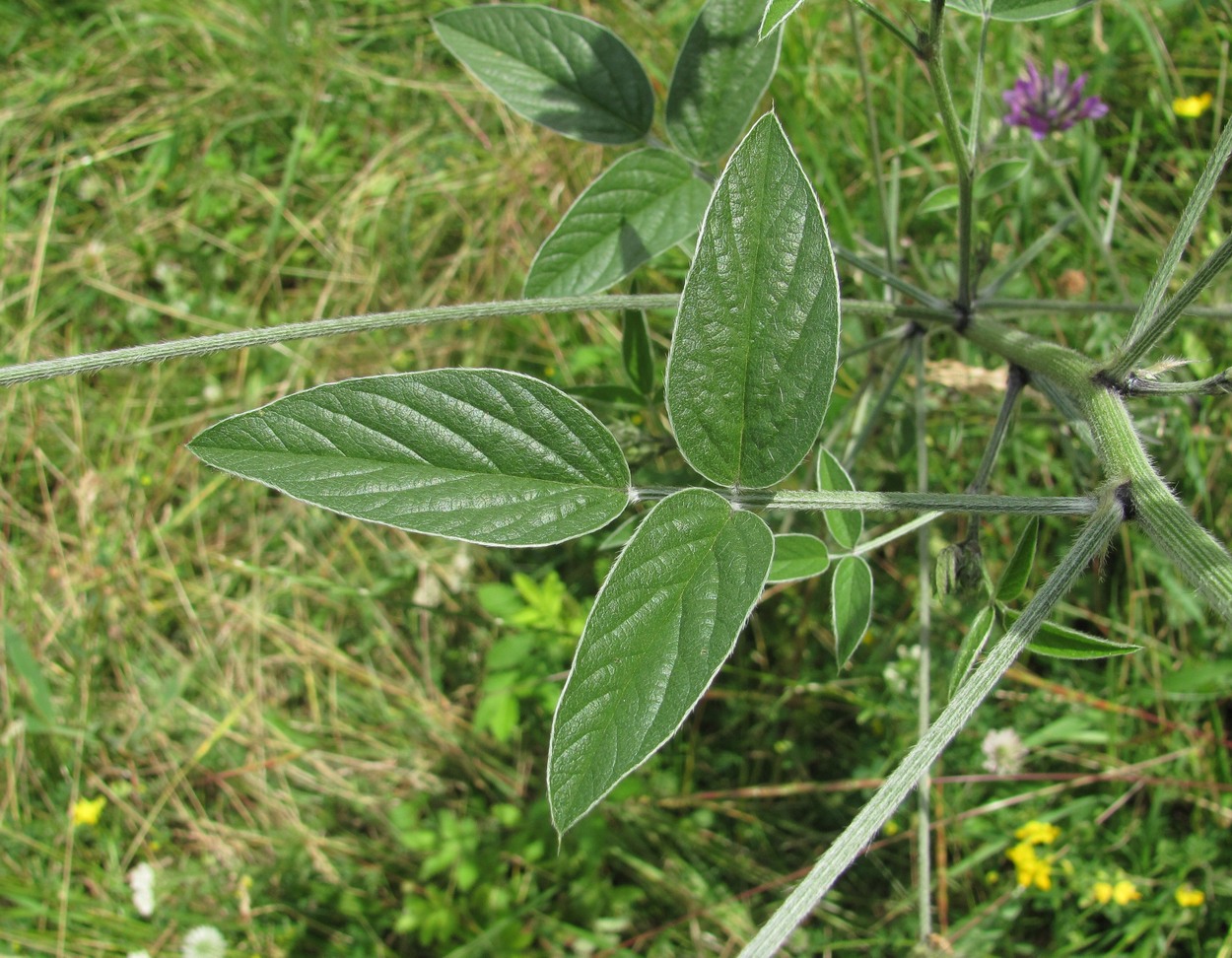 Изображение особи Psoralea bituminosa ssp. pontica.