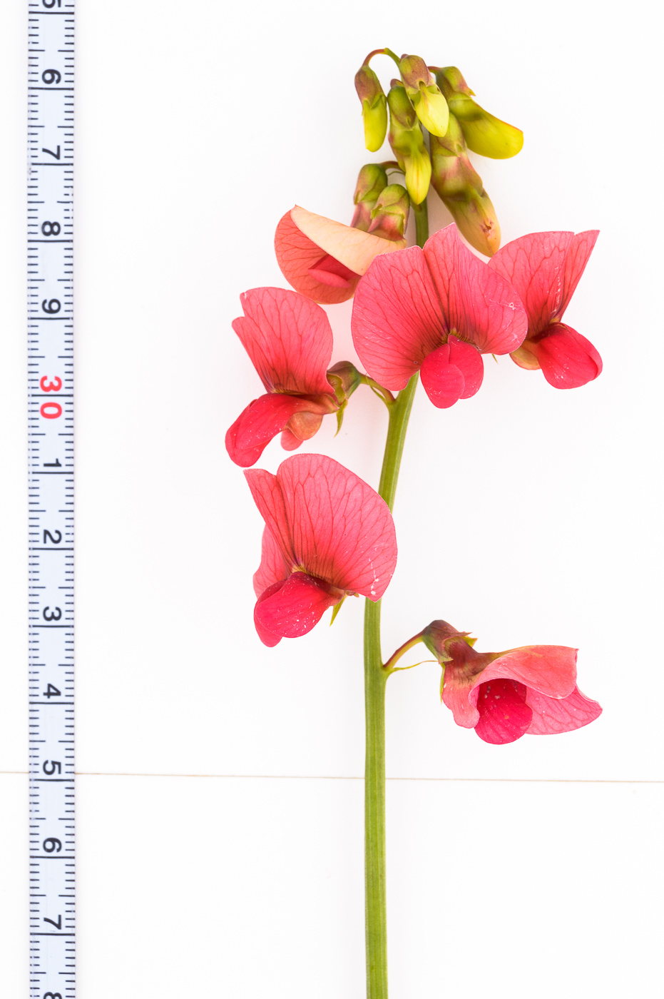 Изображение особи Lathyrus litvinovii.