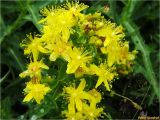 Hypericum maculatum. Цветки и бутоны. Украина, Ивано-Франковская обл., Долинский р-н, Шевченковский сельсовет, окр. с. Мысливка, необрабатываемый предгорный луг. 06.07.2017.