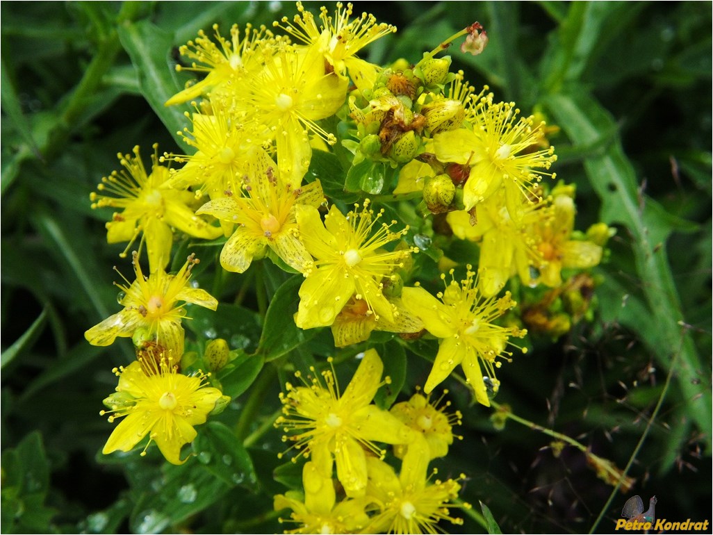 Изображение особи Hypericum maculatum.