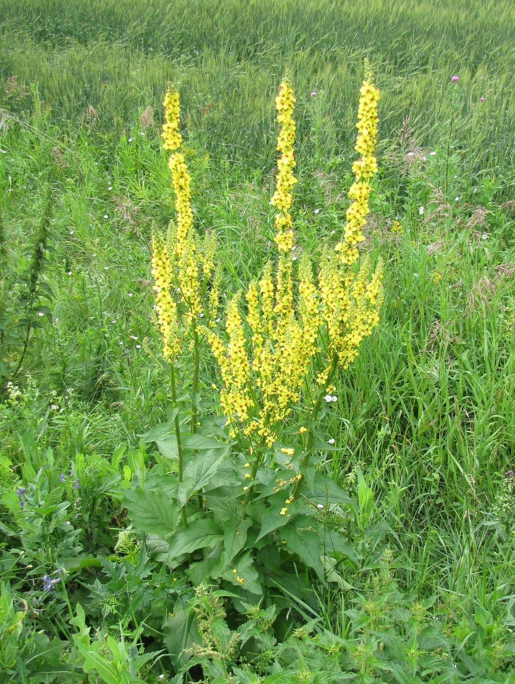 Изображение особи Verbascum nigrum.