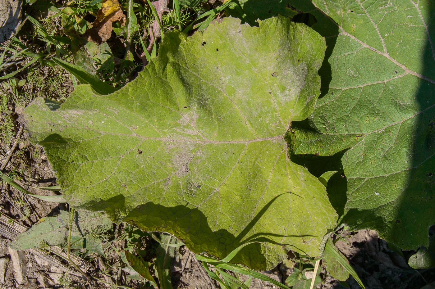 Image of Arctium tomentosum specimen.