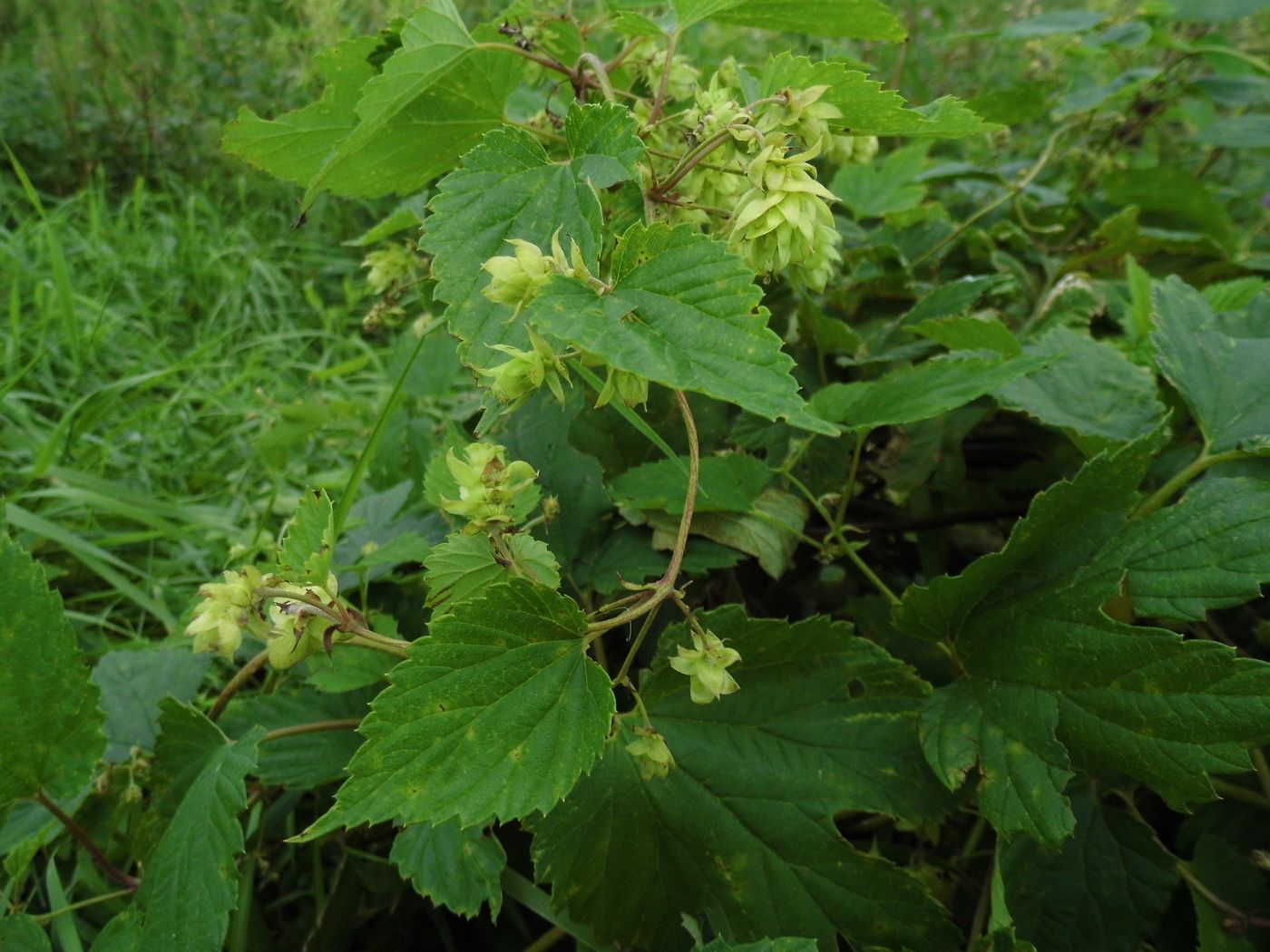 Image of Humulus lupulus specimen.