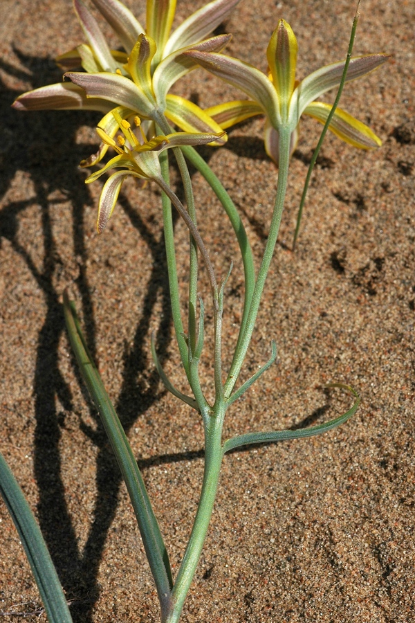 Image of Gagea altaica specimen.