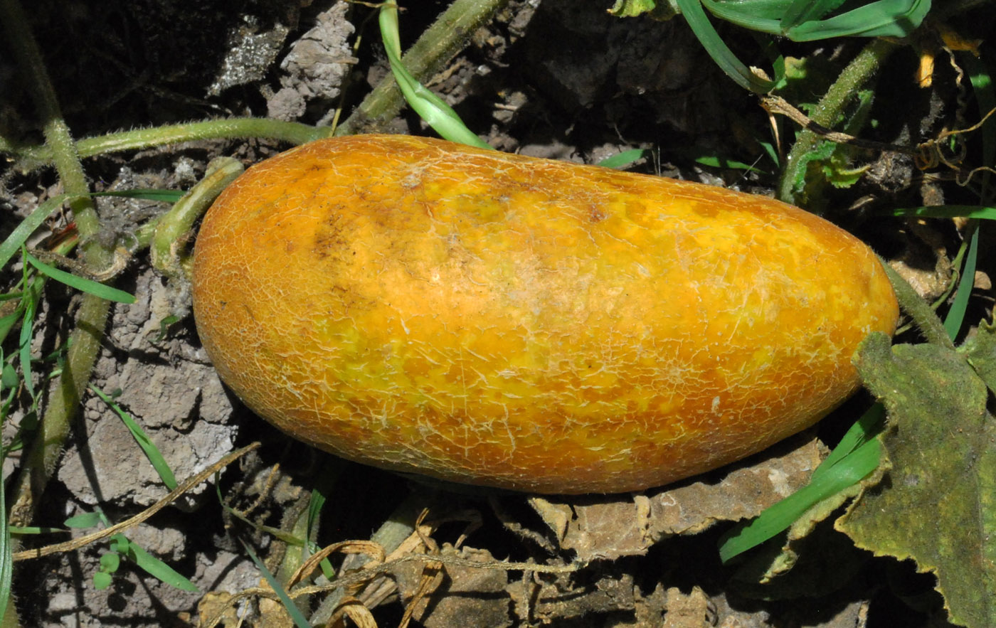 Image of Cucumis sativus specimen.