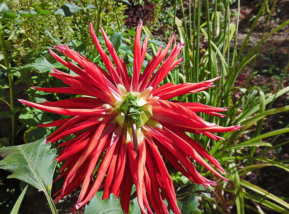 Image of Dahlia &times; cultorum specimen.