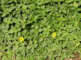 Tridax trilobata