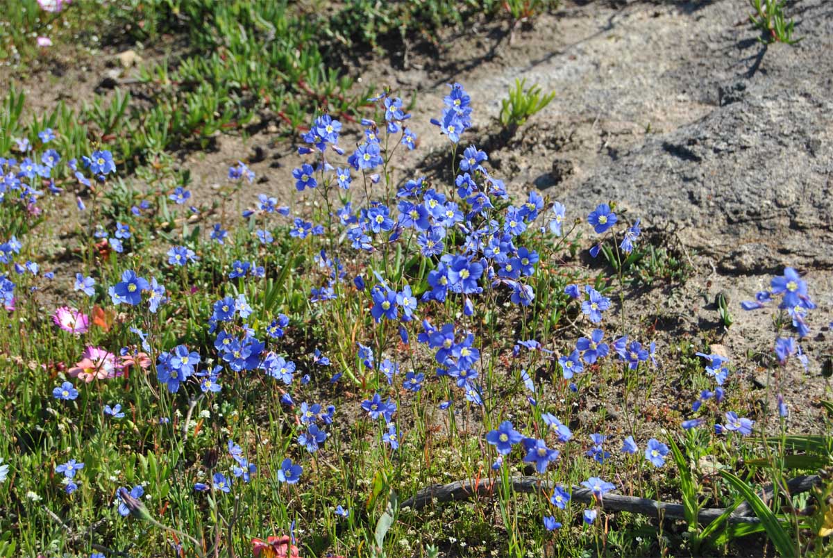 Image of Heliophila coronopifolia specimen.