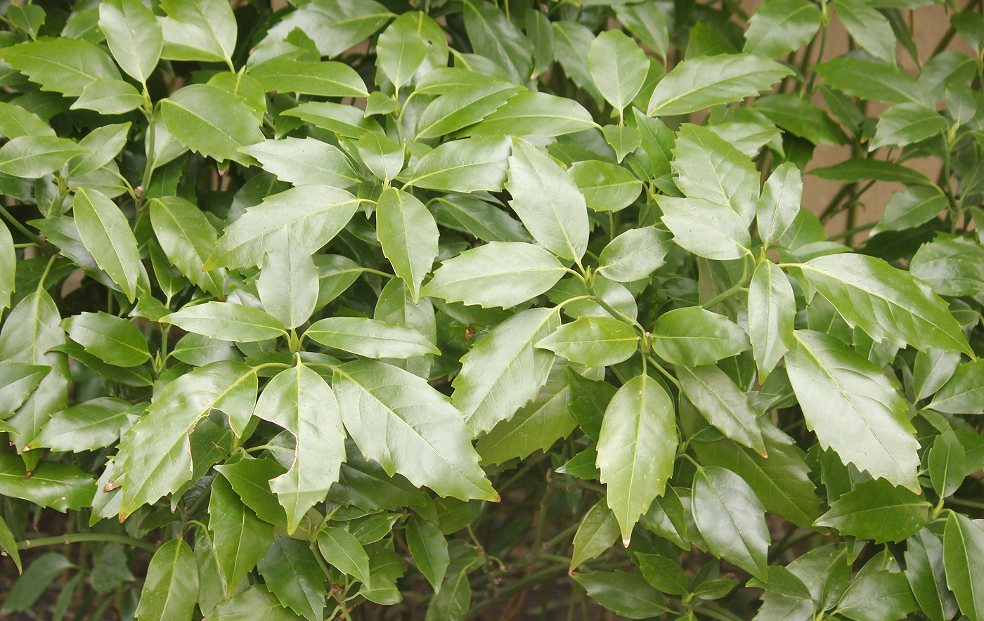 Image of Aucuba japonica specimen.