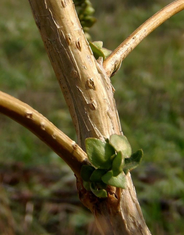 Image of Atriplex sagittata specimen.