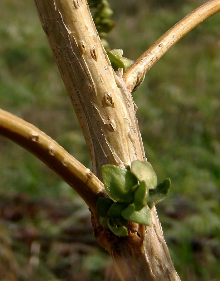 Изображение особи Atriplex sagittata.