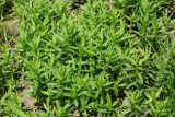 Gratiola officinalis