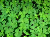 Oxalis acetosella