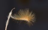 Sisyndite spartea